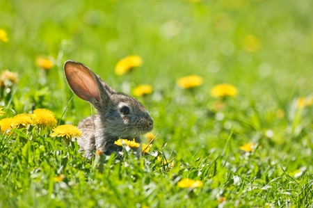 brown rabbit in grass closeupの写真素材