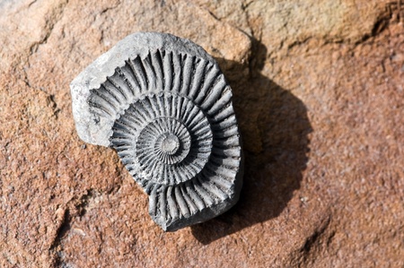 fossil on red stone backgroundの写真素材