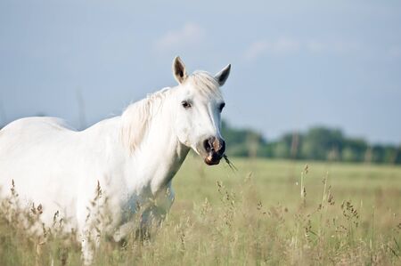 white horse on flower meadow