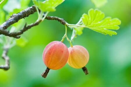 red gooseberry on bush closeupの写真素材