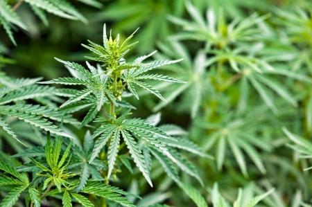 green marijuana leaves close upの写真素材