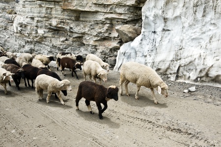 black and white sheeps on roadの写真素材