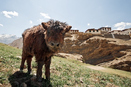 small yak on green field in mountainの写真素材