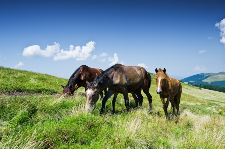 brown horse in mountain hillの写真素材