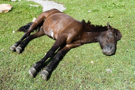 sleeping brown horse on green grassの写真素材