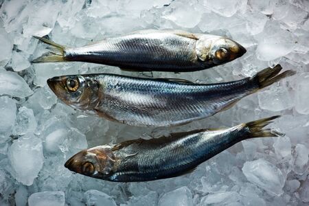 fresh herring on ice close upの写真素材