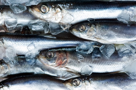 fresh herring on ice close up
