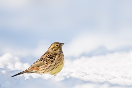 yellowhammer on snow close upの写真素材