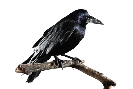 black crow isolated on whiteの写真素材