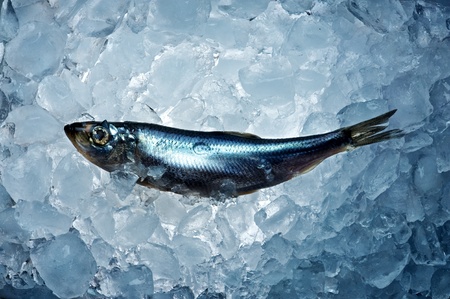fresh herring on ice close up