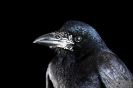 black crow portrait close up