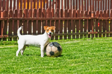 jack russel on green lawnの写真素材