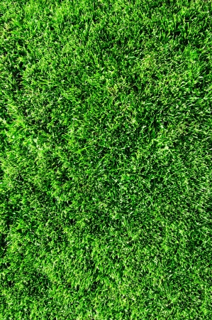 the green grass close upの写真素材