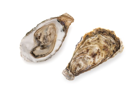 oysters isolated on white backgroundの写真素材