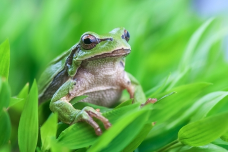 tree frog on grass stem closeupの写真素材