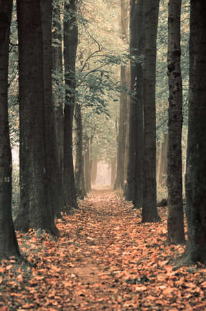 orange park on autumn season