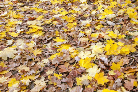 orange leaves texture close up