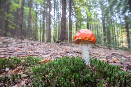 fly-agaric in forest close up