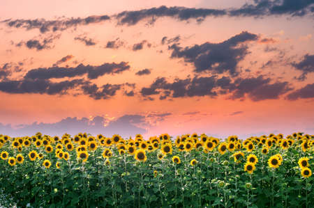 sunflower field and orange sunsetの写真素材