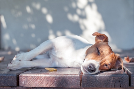 jack russel on autumn porchの写真素材