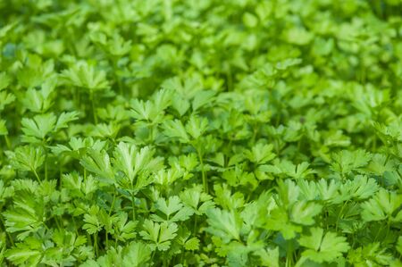 parsley on garden closeupの写真素材