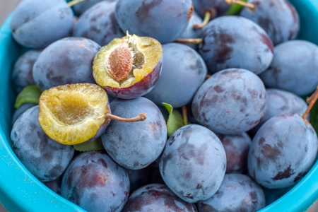 plums in bowl in gardenの写真素材