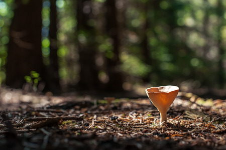 mushroom in forest close upの写真素材