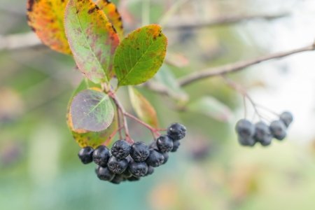 aronia on tree close upの写真素材