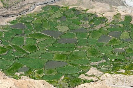 green field, view from above