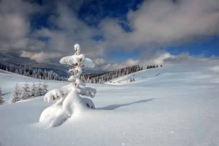 snovy trees on winter mountainsの写真素材