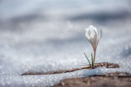 spring flower crocus close upの写真素材