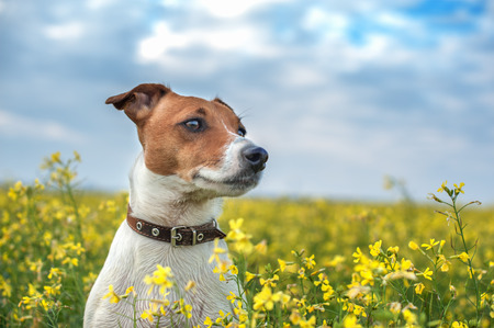 jack russel on flower meadow