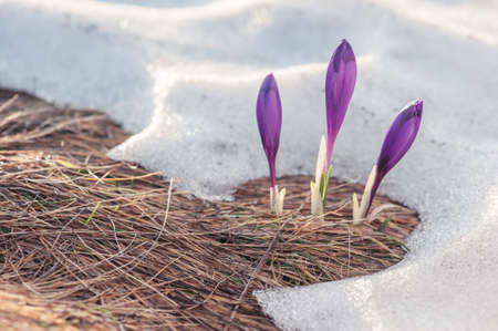 spring flower crocus close upの写真素材