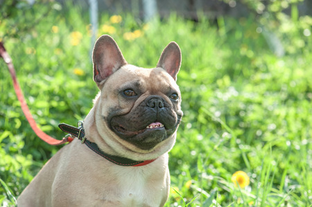 French bulldog on flower meadowの写真素材