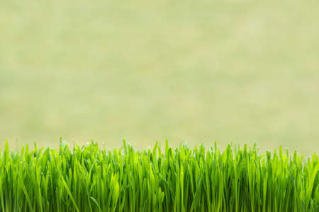 green grass on green backgroundの写真素材