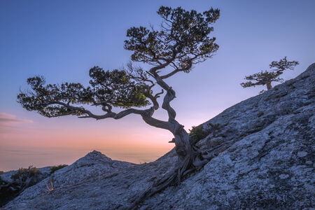Tree on rock in Crimeaの写真素材