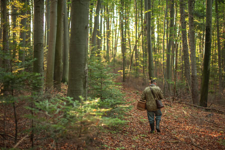 mushroomer collect mushroom on forestの写真素材