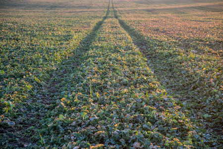 even road on rape fieldの写真素材