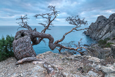 Tree on rock in Crimeaの写真素材