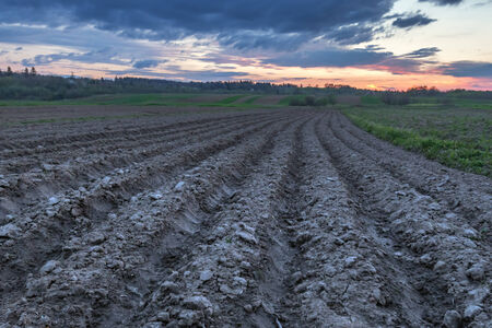 agriculture field on sunset timeの写真素材