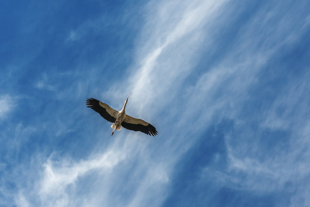 alone stork in blue skyの写真素材