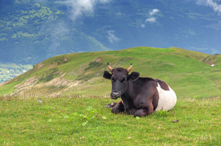 cow on green field closeupの写真素材
