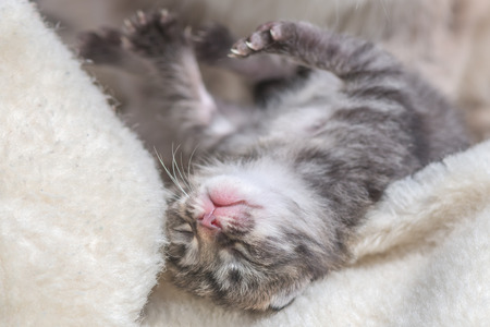 small kitten with mother close up