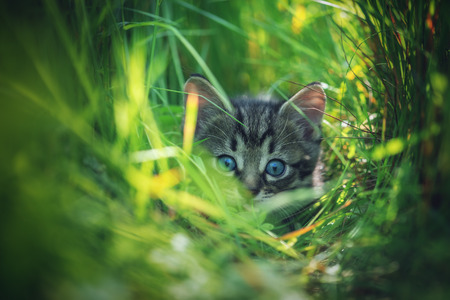 kitten on grass close upの写真素材
