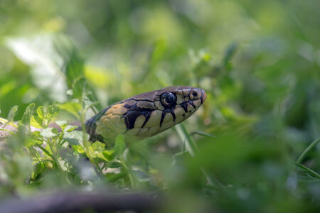 snake portrait on green grass の写真素材