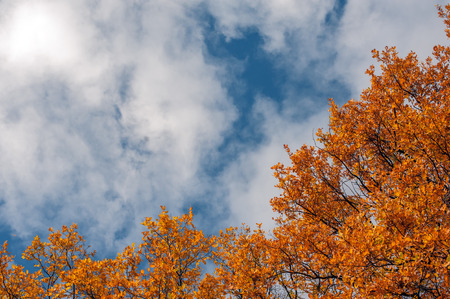 autumn leaves in forest closeupの写真素材