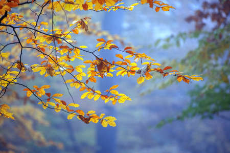 autumn leaves in forest closeup