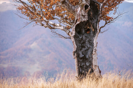 alone yellow tree close up