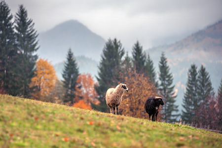 sheep on autumn meadow in mountainの写真素材