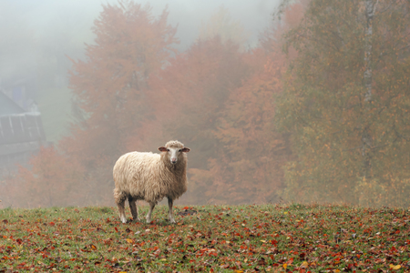 sheep on autumn meadow in mountainの写真素材